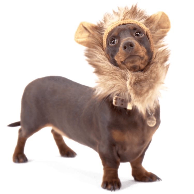 A dachshund in a lion’s mane, one of the unlikely stars of The Lion Guard auditions