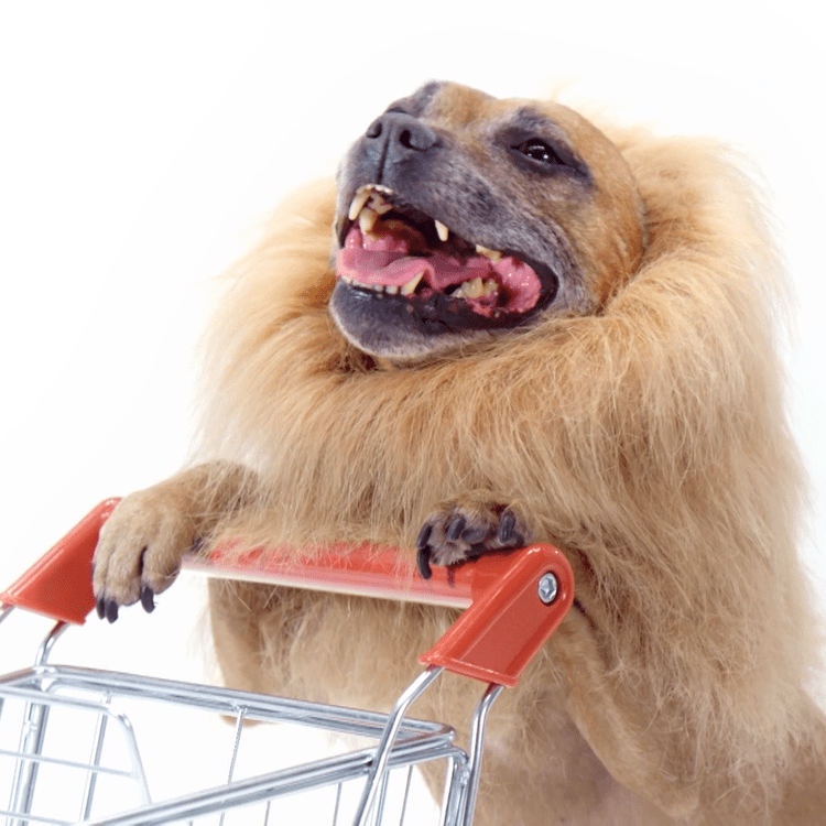 A dog in a lion’s mane with its paws on a miniature shopping trolley