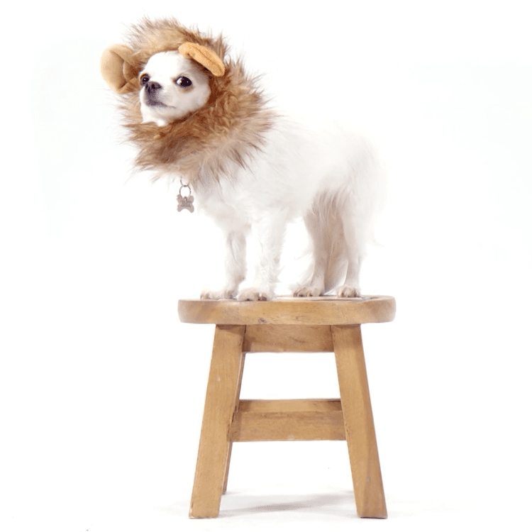 A small white dog wearing a lion’s mane, perched on a wooden stool
